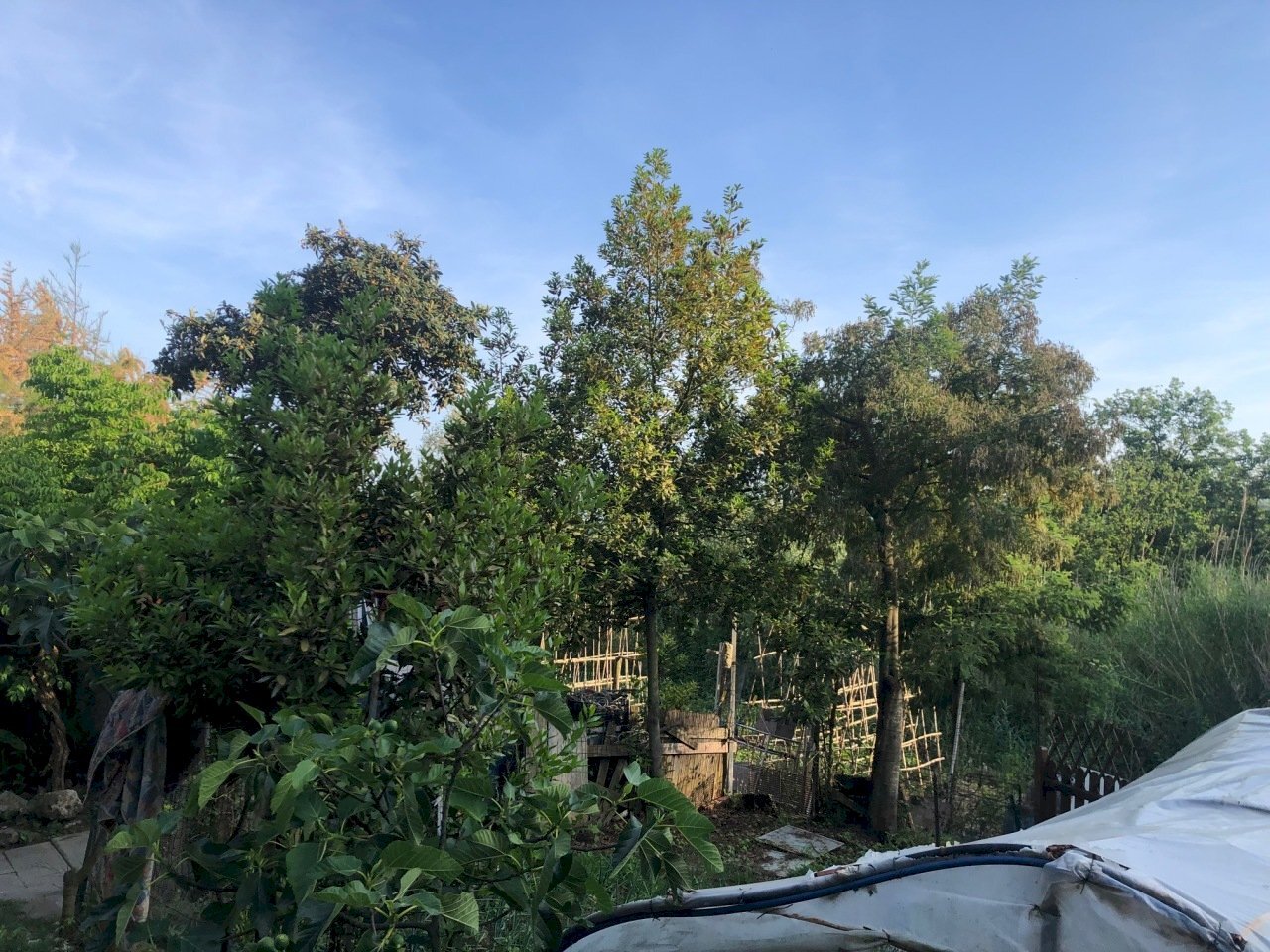 IMG_2780.jpg - Rustico Sarzana - foto 3