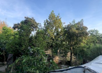 IMG_2780.jpg - Rustico Sarzana - foto 3