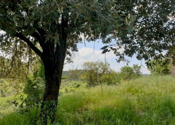 20220509_121830.jpg - Casale Località Prodo, Orvieto - foto 15