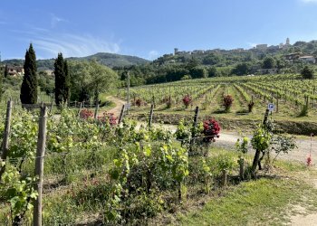 IMG_4686.JPG - Agritourism Castelnuovo Magra - photo 4