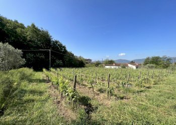 IMG_4694.JPG - Agritourism Castelnuovo Magra - photo 12