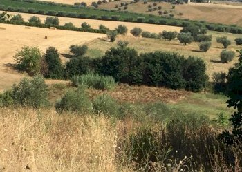 14 TERRENO EDIFICABIE ED AGRICOLO VISTA MARE E MON - Terreno agricolo Colonnella - foto 14