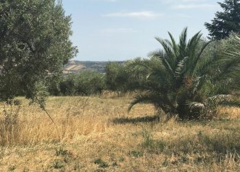 17 TERRENO EDIFICABIE ED AGRICOLO VISTA MARE E MON - Terreno agricolo Colonnella - foto 17