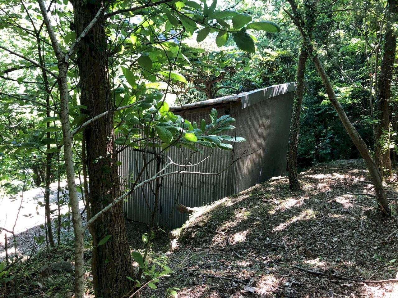 WhatsApp Image 2021-06-09 at 17.15.34.jpeg - Agricultural land Leivi - photo 2