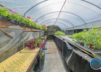 Attività commerciale Hobby Garden alimenti animali atrezzatura agricola Torre Pellice - Piante e Fiori piazza San Martino, 8, Torre Pellice - foto 22