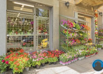 Attività commerciale Hobby Garden alimenti animali atrezzatura agricola Torre Pellice - Piante e Fiori piazza San Martino, 8, Torre Pellice - foto 1