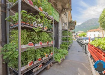 Attività commerciale Hobby Garden alimenti animali atrezzatura agricola Torre Pellice - Piante e Fiori piazza San Martino, 8, Torre Pellice - foto 20