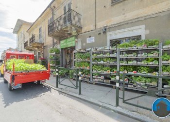 Attività commerciale Hobby Garden alimenti animali atrezzatura agricola Torre Pellice - Piante e Fiori piazza San Martino, 8, Torre Pellice - foto 21