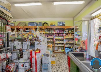 Attività commerciale Hobby Garden alimenti animali atrezzatura agricola Torre Pellice - Piante e Fiori piazza San Martino, 8, Torre Pellice - foto 8