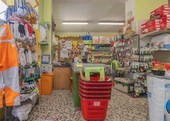 Attività commerciale Hobby Garden alimenti animali atrezzatura agricola Torre Pellice - Piante e Fiori piazza San Martino, 8, Torre Pellice - foto 14