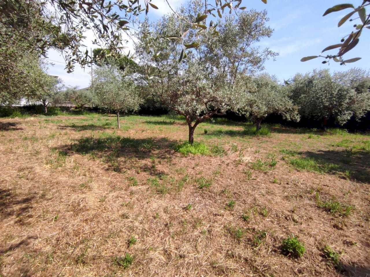 lu1.jpg - Terreno agricolo Luni - foto 2