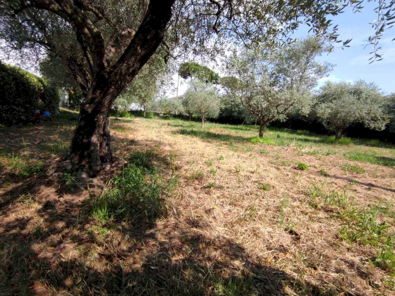 lu2.jpg - Terreno agricolo Luni - foto 3