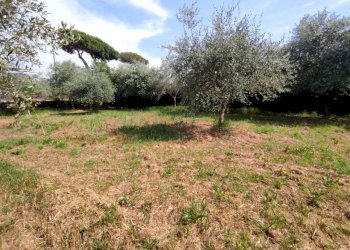 lu5.jpg - Terreno agricolo Luni - foto 1