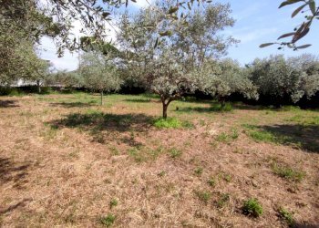lu1.jpg - Terreno agricolo Luni - foto 2