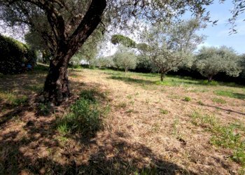 lu2.jpg - Terreno agricolo Luni - foto 3