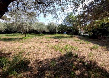 lu3.jpg - Terreno agricolo Luni - foto 4