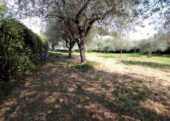 lu4.jpg - Terreno agricolo Luni - foto 5