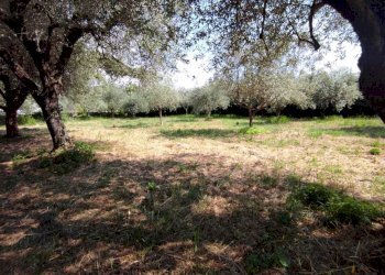 lu6.jpg - Terreno agricolo Luni - foto 6