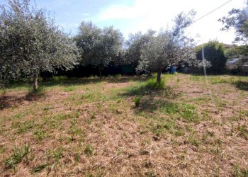 lu7.jpg - Terreno agricolo Luni - foto 7