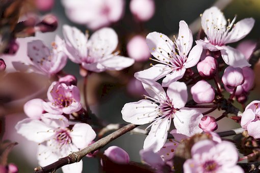 spring-4991043__340.jpg - Not Food Bologna - photo 1