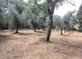 25.jpg - Rustico 344R+84 Panicale, Panicale - foto 25