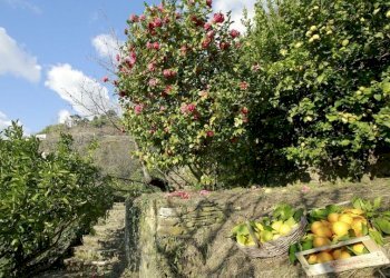 413161.jpg - Rustico Pietrasanta - foto 22