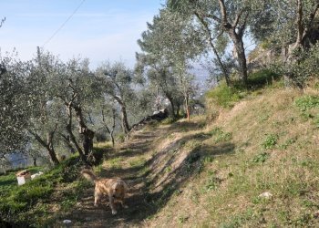 391172.jpg - Baita Pietrasanta - foto 6