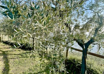 IMG_1893.jpg - Baita Pietrasanta - foto 11