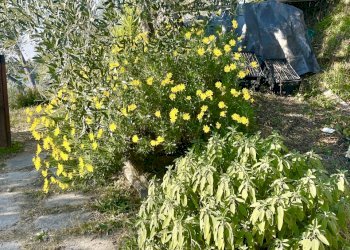 IMG_1861 3.jpg - Baita Pietrasanta - foto 15