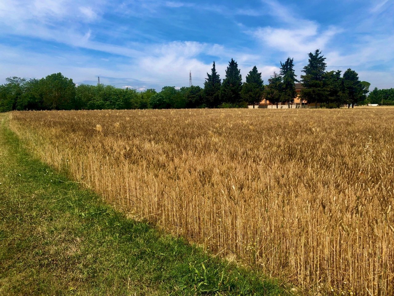 IMG_0569.jpeg - Agricultural land Jesi - photo 2