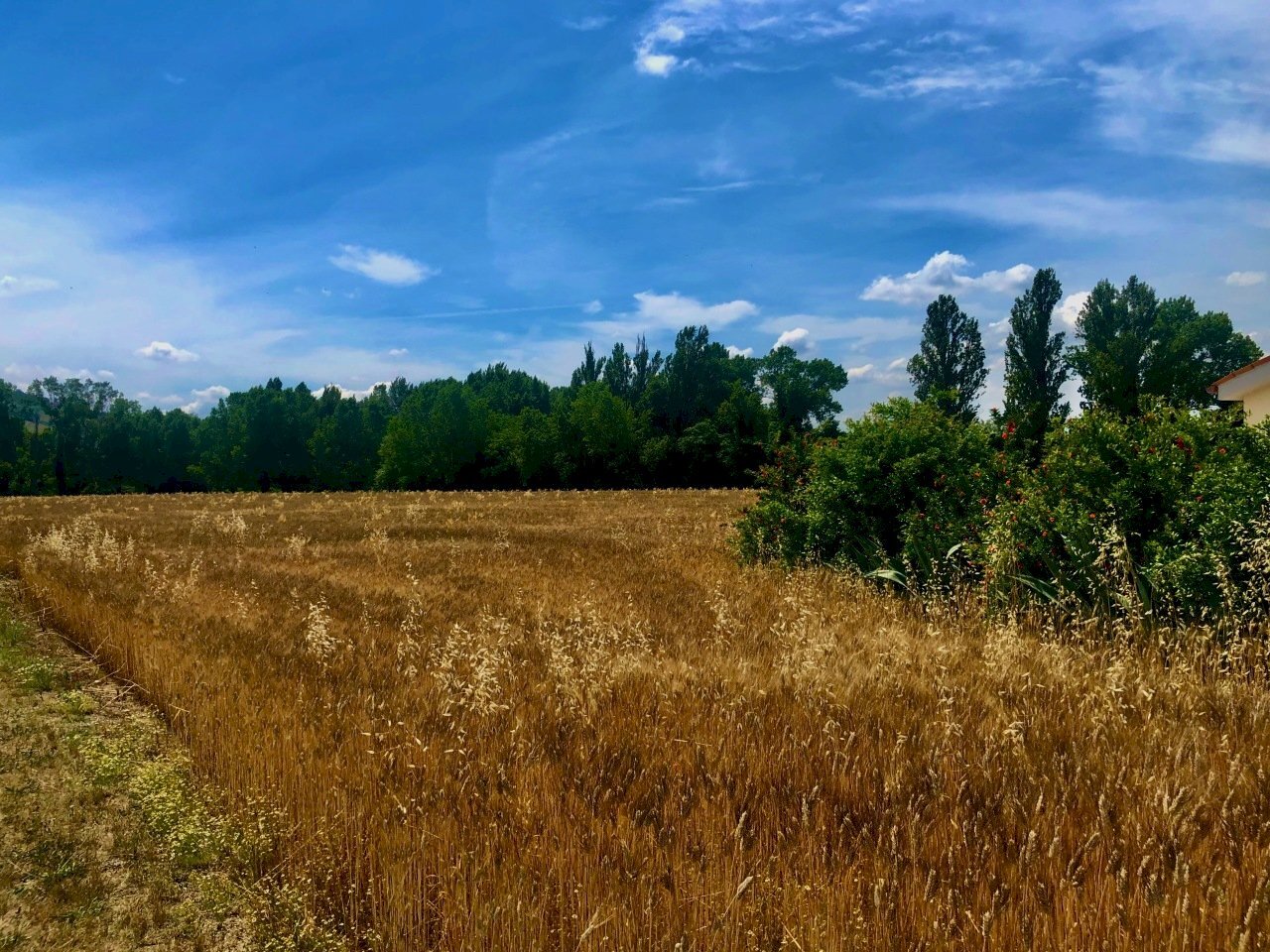 IMG_0571.jpeg - Agricultural land Jesi - photo 3