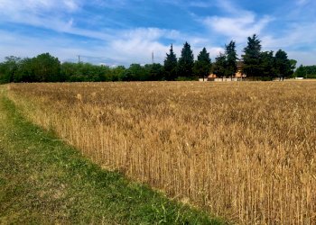 IMG_0569.jpeg - Agricultural land Jesi - photo 2