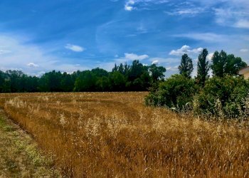 IMG_0571.jpeg - Agricultural land Jesi - photo 3