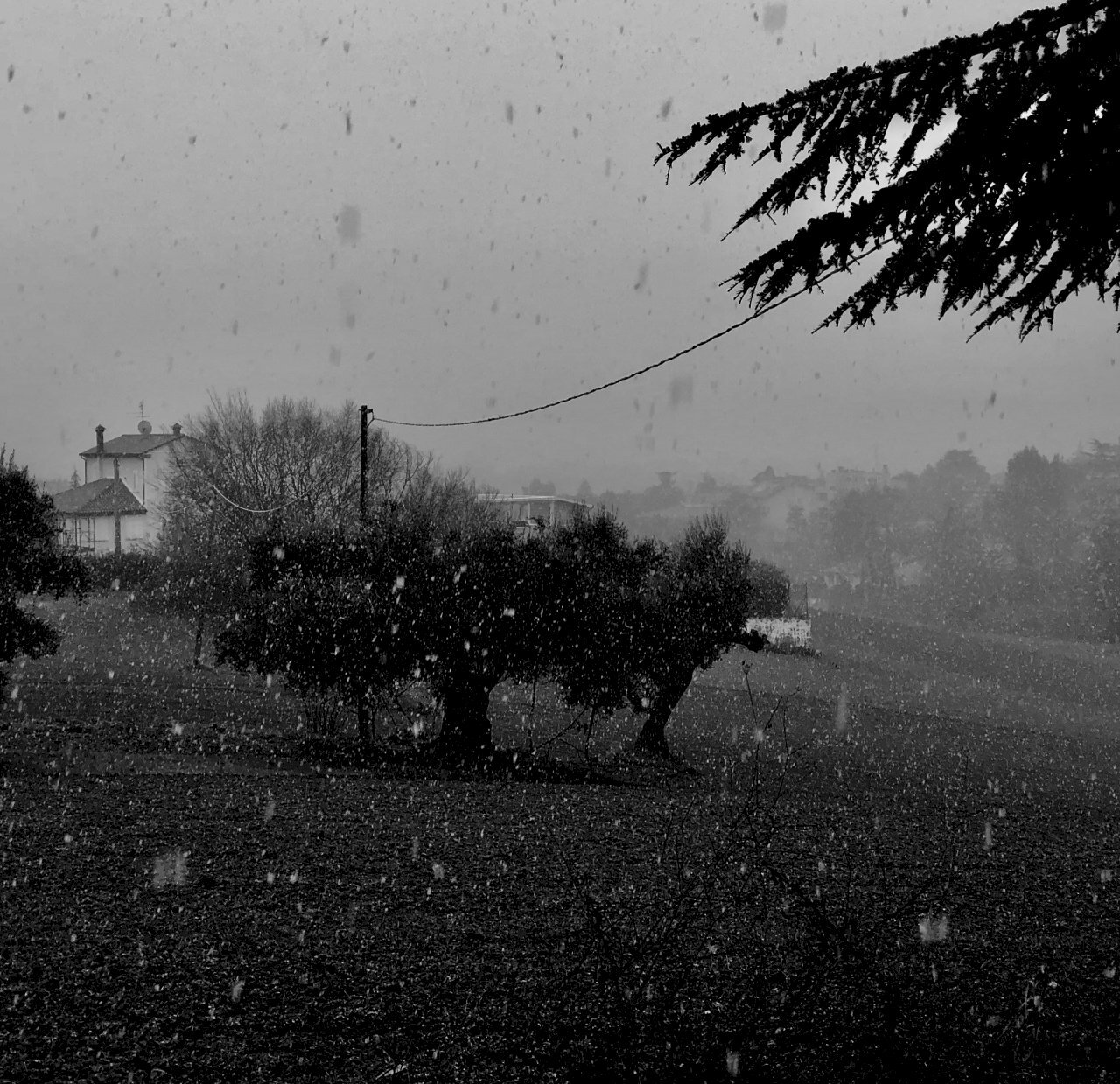 fullsizeoutput_35da.jpeg - Agricultural land Jesi - photo 1