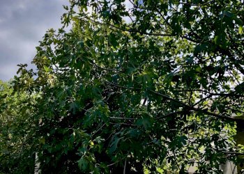 fullsizeoutput_2f91.jpeg - Casale Monsano - foto 16