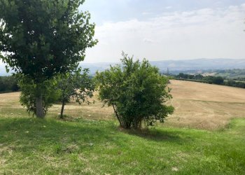 fullsizeoutput_1c96.jpeg - Agricultural land Jesi - photo 3