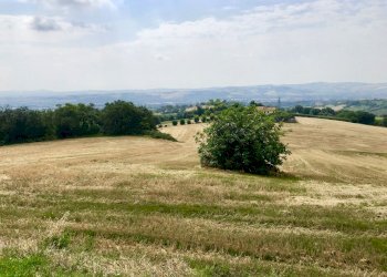 fullsizeoutput_1c93.jpeg - Agricultural land Jesi - photo 9