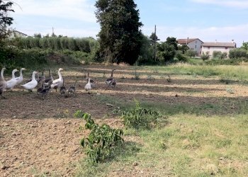 30.jpg - Casale Via Piana  18, Castiglione del Lago - foto 30