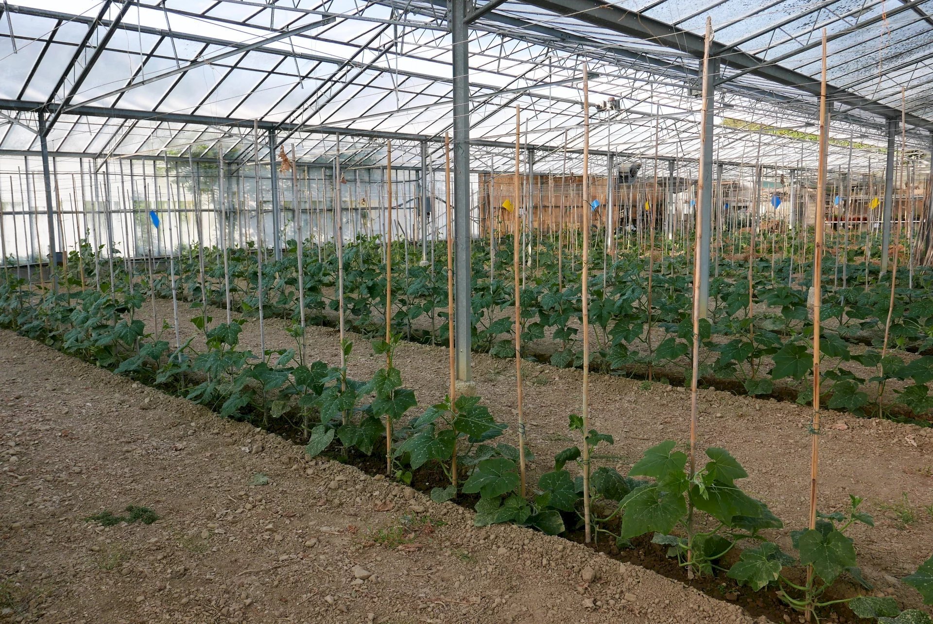 Terreno agricolo San Biagio della Cima - foto 1