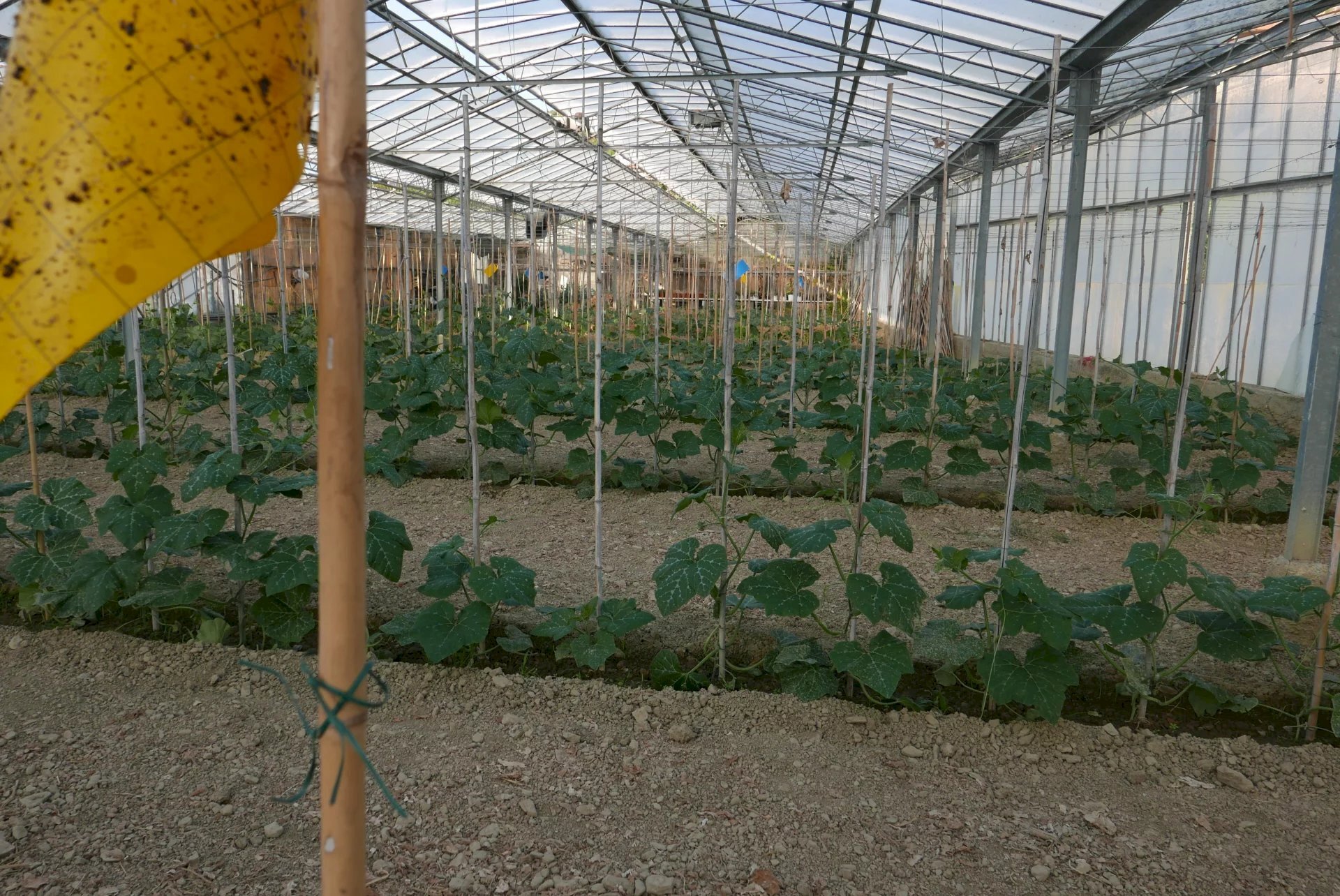 Terreno agricolo San Biagio della Cima - foto 2