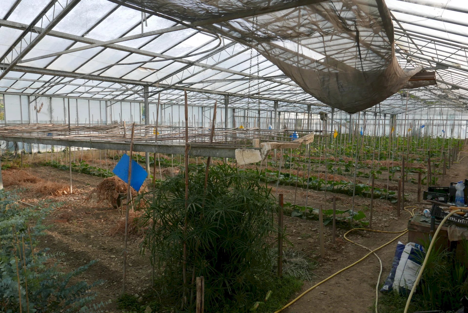 Terreno agricolo San Biagio della Cima - foto 3
