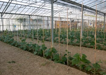 Terreno agricolo San Biagio della Cima - foto 1
