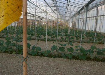 Terreno agricolo San Biagio della Cima - foto 2