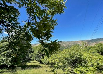 Agricultural land Castel del Rio - photo 4