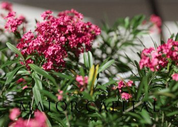 Villa a Schiera Via Amendola, Budoni - foto 9