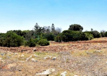 Terreno - Terreno agricolo Morciano di Leuca - foto 7