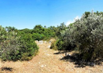 Terreno - Terreno agricolo Morciano di Leuca - foto 11