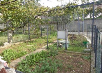 DSC00098.JPG - Independent house via valle 93, Lettomanoppello - photo 13