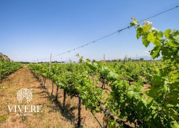 Terreno agricolo strada foglino, Latina - foto 2