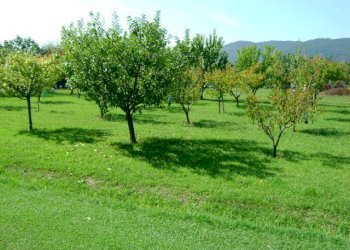 DSC00543.JPG - Villa Via Margubbio 15, Ameglia - foto 10